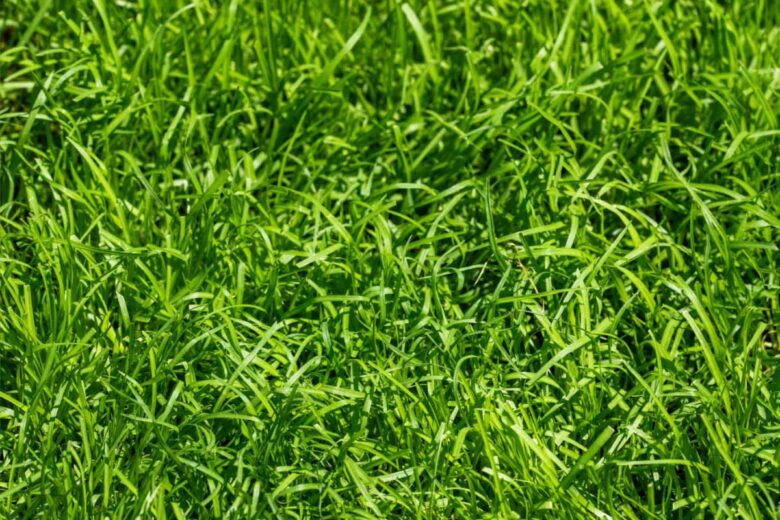 La variété d'herbe kikuyu est résistante et particulièrement adaptée aux climats secs.