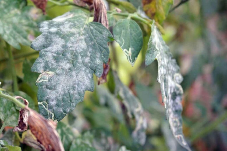 Le mildiou est une maladie cryptogamique qui s'attaque aux plantes.