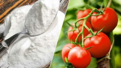 Le bicarbonate de soude est un allié pour vos plants de tomates.