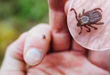 Soyez vigilants avec les tiques qui peuvent provoquer la maladie de Lyme suite à leur morsure.