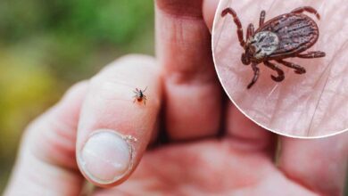 Soyez vigilants avec les tiques qui peuvent provoquer la maladie de Lyme suite à leur morsure.
