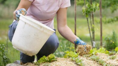 Paillage du jardin avec des résidus de tonte.