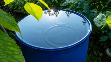 Protégez votre réserve d'eau : conseils pratiques pour maintenir votre récupérateur d'eau de pluie propre.