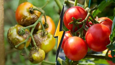 Comment lutter contre le mildiou et avoir de belles tomates ?