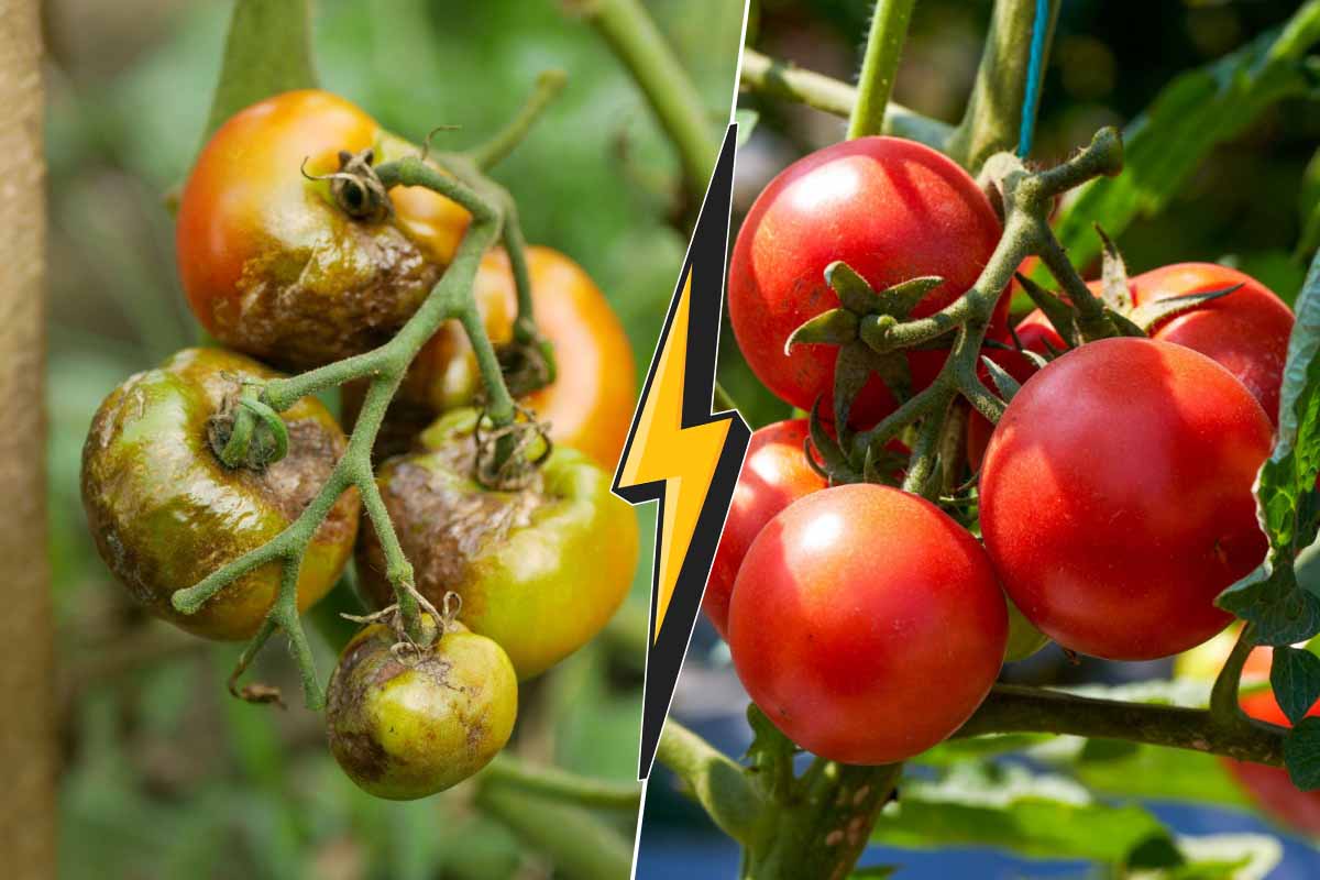 Comment lutter contre le mildiou et avoir de belles tomates ?