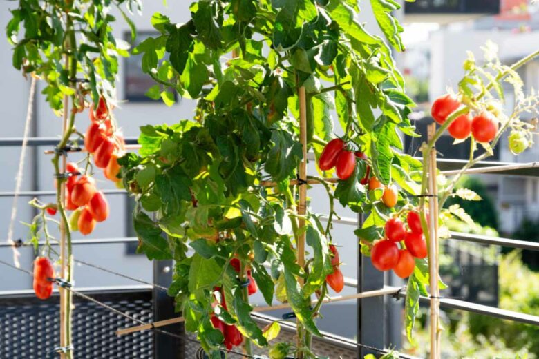 Un balcon ou poussent de belles tomates.