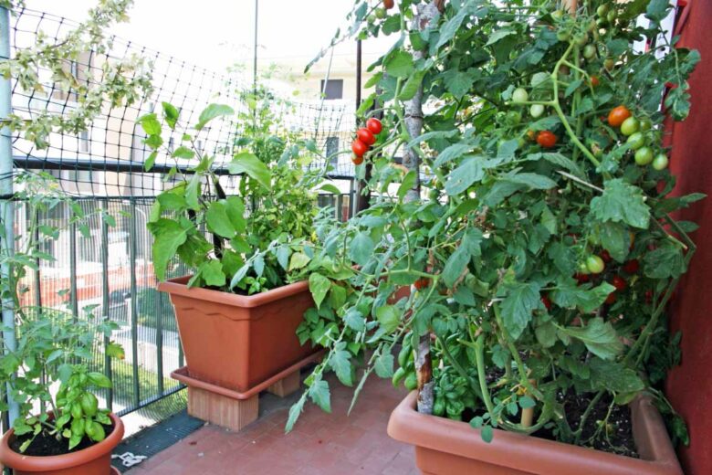Il est possible de cultiver des tomates sur son balcon.