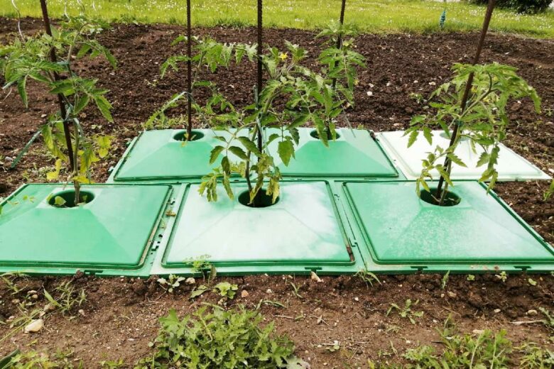 La plaque potagère protège les tomates du le mildiou.