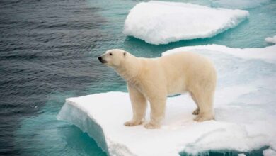 Le changement climatique réduit la banquise en Arctique et par la même occasion l'habitat naturel de l'ours polaire.