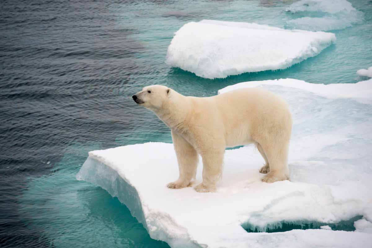 Le changement climatique réduit la banquise en Arctique et par la même occasion l'habitat naturel de l'ours polaire.