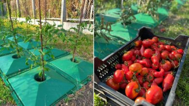 Une invention pour augmenter sa production de tomates avec moins d'eau.