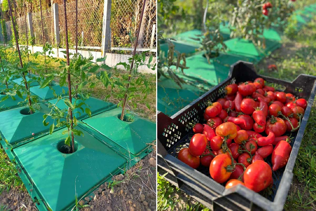 Une invention pour augmenter sa production de tomates avec moins d'eau.