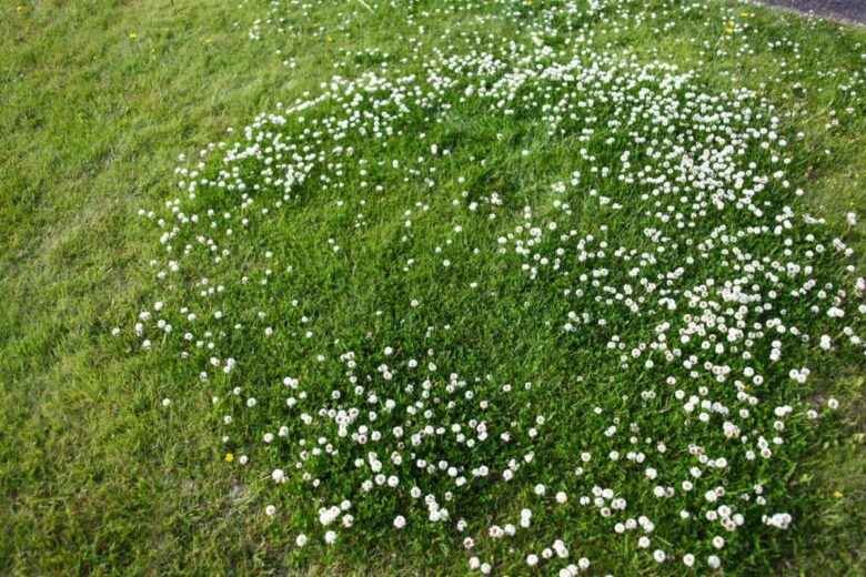 Garder quelques zones sauvages pour la biodiversité. 