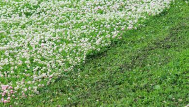 Ne pas tondre votre pelouse chaque semaine présente de nombreux avantages.