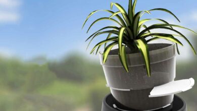 Un pot qui s'adapte en fonction des besoins de vos plantes.