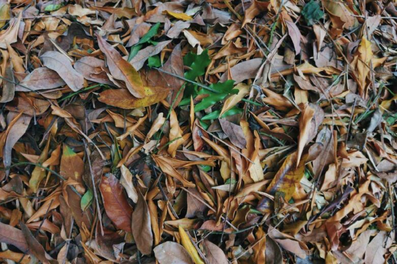 Les feuilles mortes de votre voisin vous envahissent, que faire ?