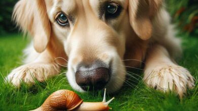 Les limaces et escargots peuvent transmettre le ver pulmonaire à votre chien.