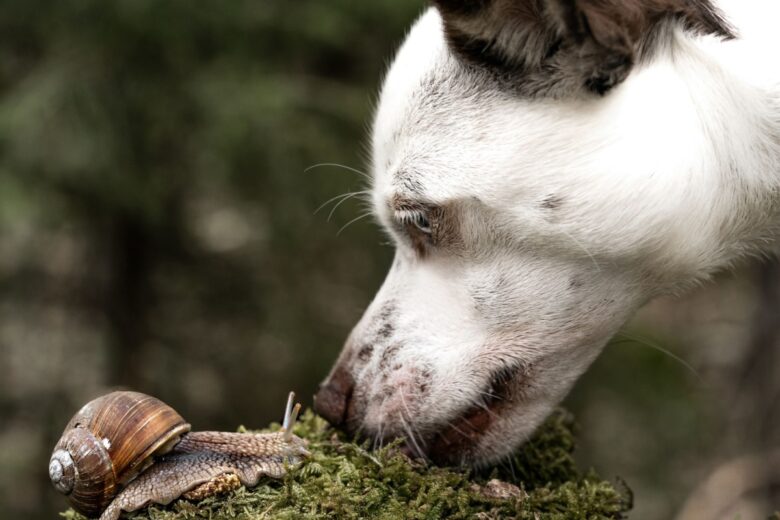 Saviez-vous que les escargots et les limaces pouvaient transmettre un ver pulmonaire à votre chien ?