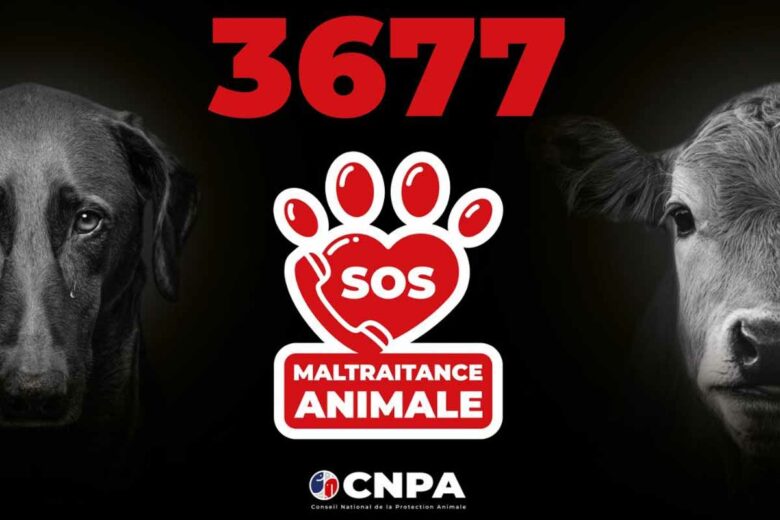 Une plateforme téléphonique de signalement de maltraitance animale ouvre le 24 juin.