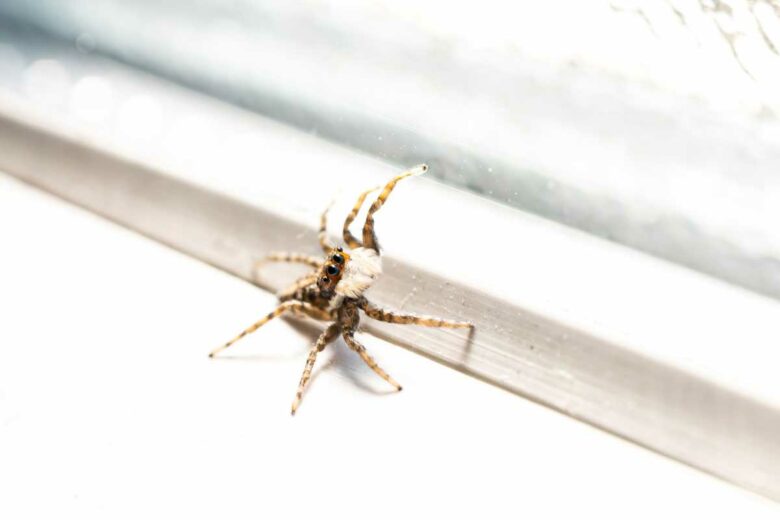Les araignées sont nos alliés contre les moustiques. 