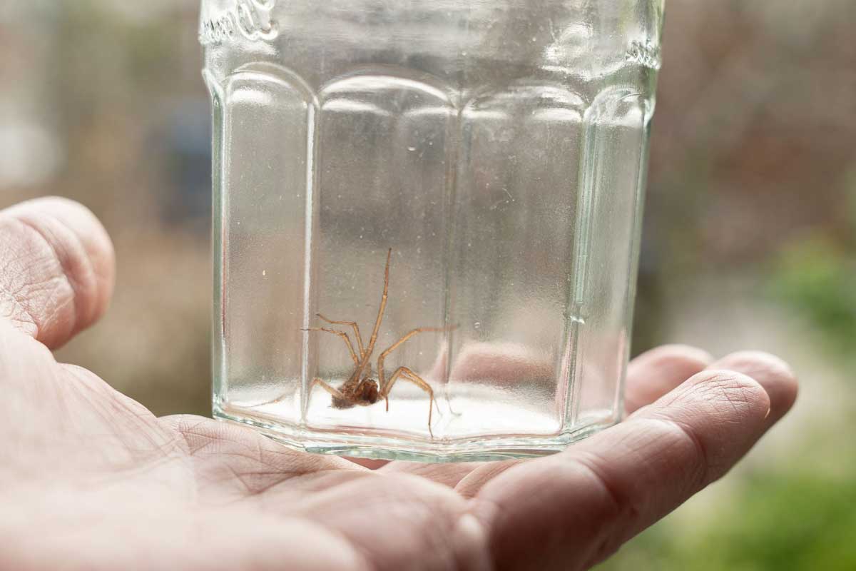 Une araignée domestique ne peut pas survivre à l'extérieur.