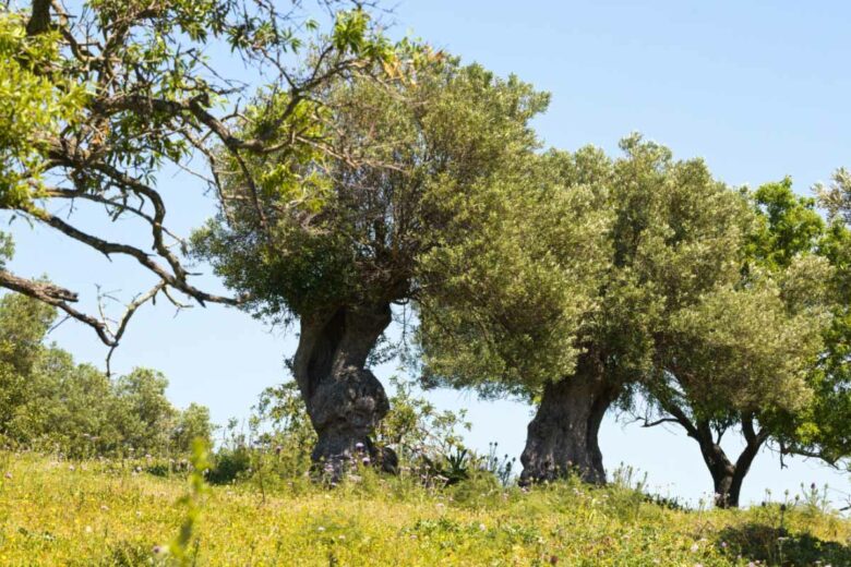 De superbes oliviers dans une plantation au Portugal.