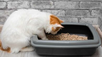 Il est possible de remplacer votre litière pour chat classique par des pellets de bois.