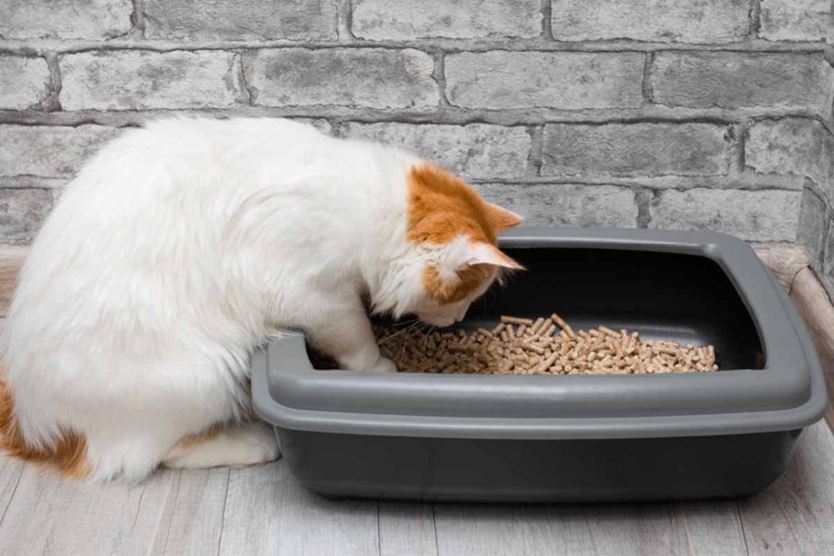 Il est possible de remplacer votre litière pour chat classique par des pellets de bois.