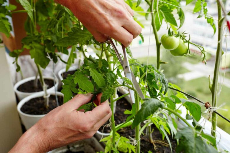 Jardinier amateur qui coupe les gourmands de ses pieds de tomates.