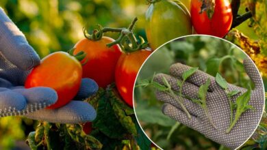 Retirer les gourmands de vos pieds de tomates pour favoriser une belle récolte.