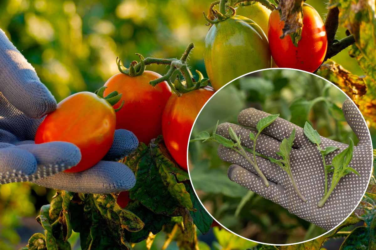Retirer les gourmands de vos pieds de tomates pour favoriser une belle récolte.