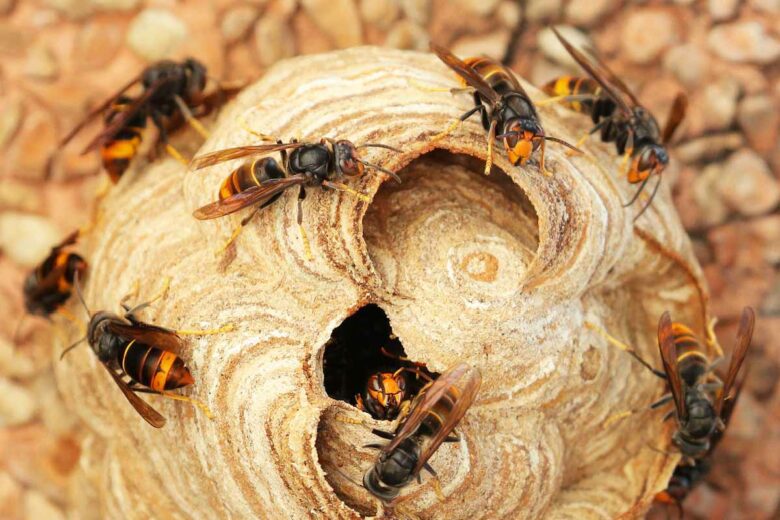 Frelons asiatiques sur un jeune nid, insecte tueur d'abeilles et reconnaissable à ses pattes jaunes.