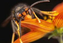 Le frelon asiatique est un redoutable tueur d'abeilles, il est classé parmi les insectes nuisibles depuis 2012.