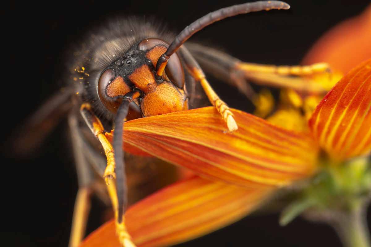 Le frelon asiatique est un redoutable tueur d'abeilles, il est classé parmi les insectes nuisibles depuis 2012.