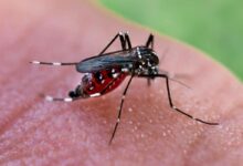 Comment limiter la prolifération des moustiques ?