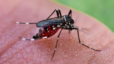 Comment limiter la prolifération des moustiques ?