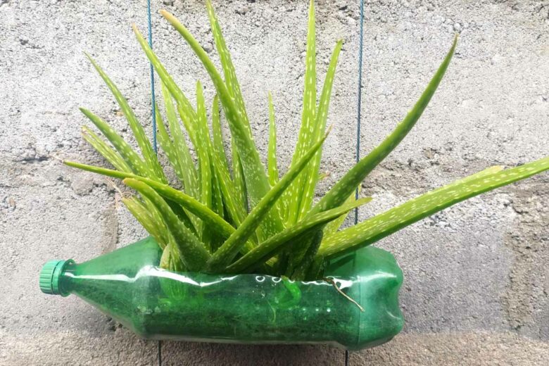 Une bouteille plastique pour servir de pot à une Aloe Vera.