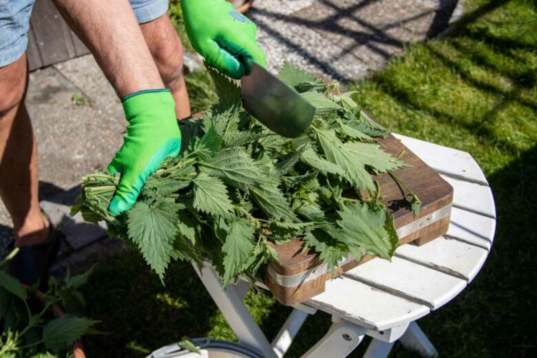 L'ortie peut être utilisée de différentes façons, au jardin comme en alimentation et plante médicinale.