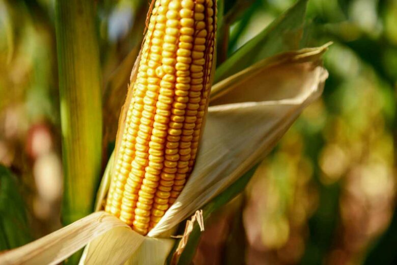 Le maïs nécessite 60 à 70 jours pour murir.