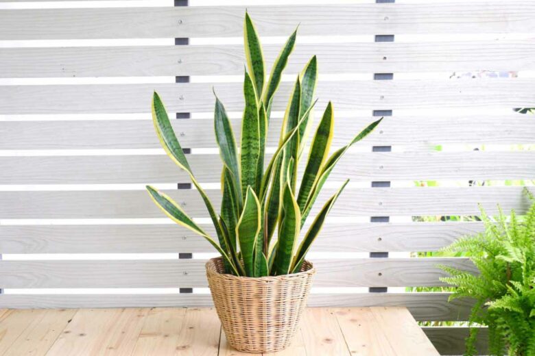 Avec ces feuilles, cette Sansevieria libère de l'humidité dans l'air et rafraichit l'air ambiant.