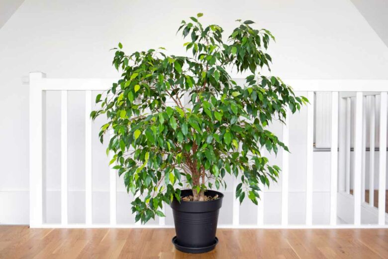 Le Ficus Benjamina est une plante qui permet d'apporter de la fraicheur à votre intérieur.