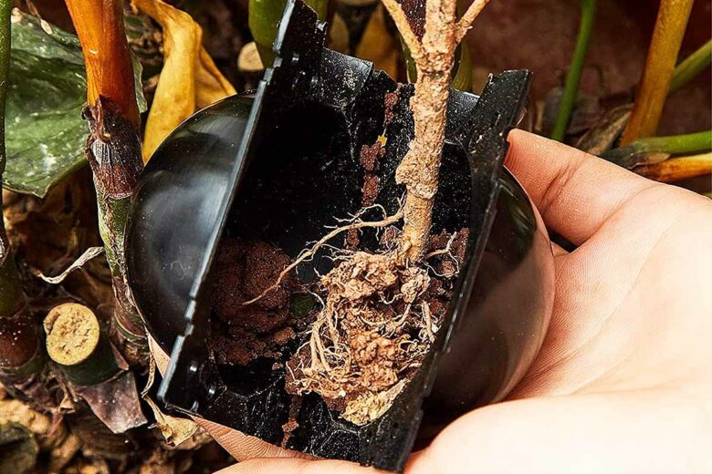 Cette boule de marcottage sert à la création de racine pour ensuite replanter vos nouvelles pousses.