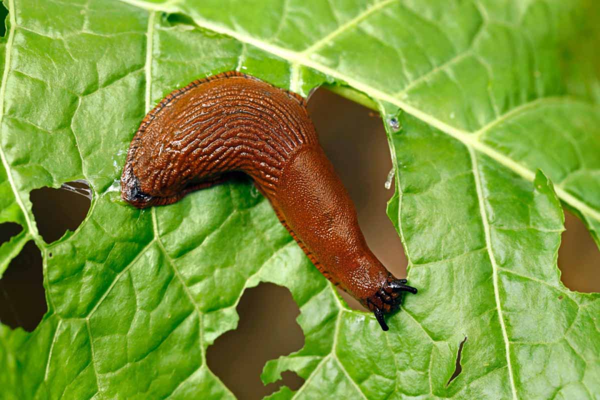 Comment lutter contre les limaces qui viennent dévorer votre potager ?