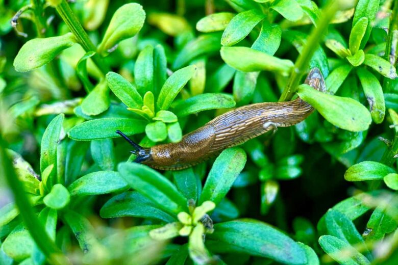 Les limaces envahissent les potagers et deviennent le cauchemar de certains jardiniers.