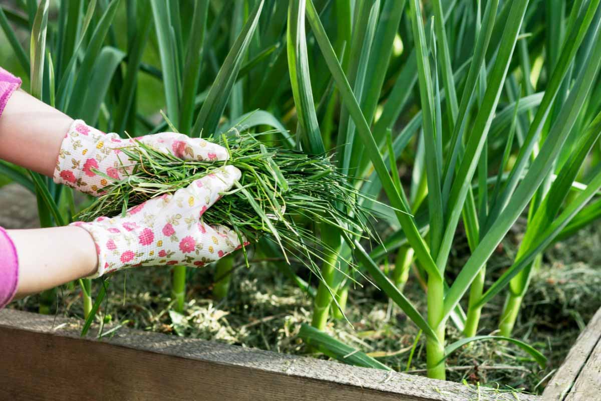 Un bon mulch doit être équilibré entre matière sèche et fraiche.