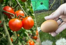 L'œuf serait un apport exceptionnel pour votre sol et pour améliorer votre production de tomates.