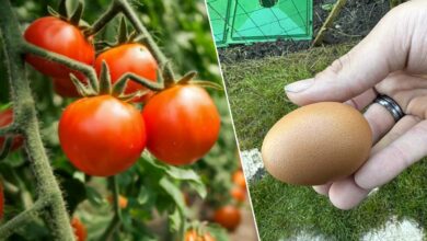 L'œuf serait un apport exceptionnel pour votre sol et pour améliorer votre production de tomates.