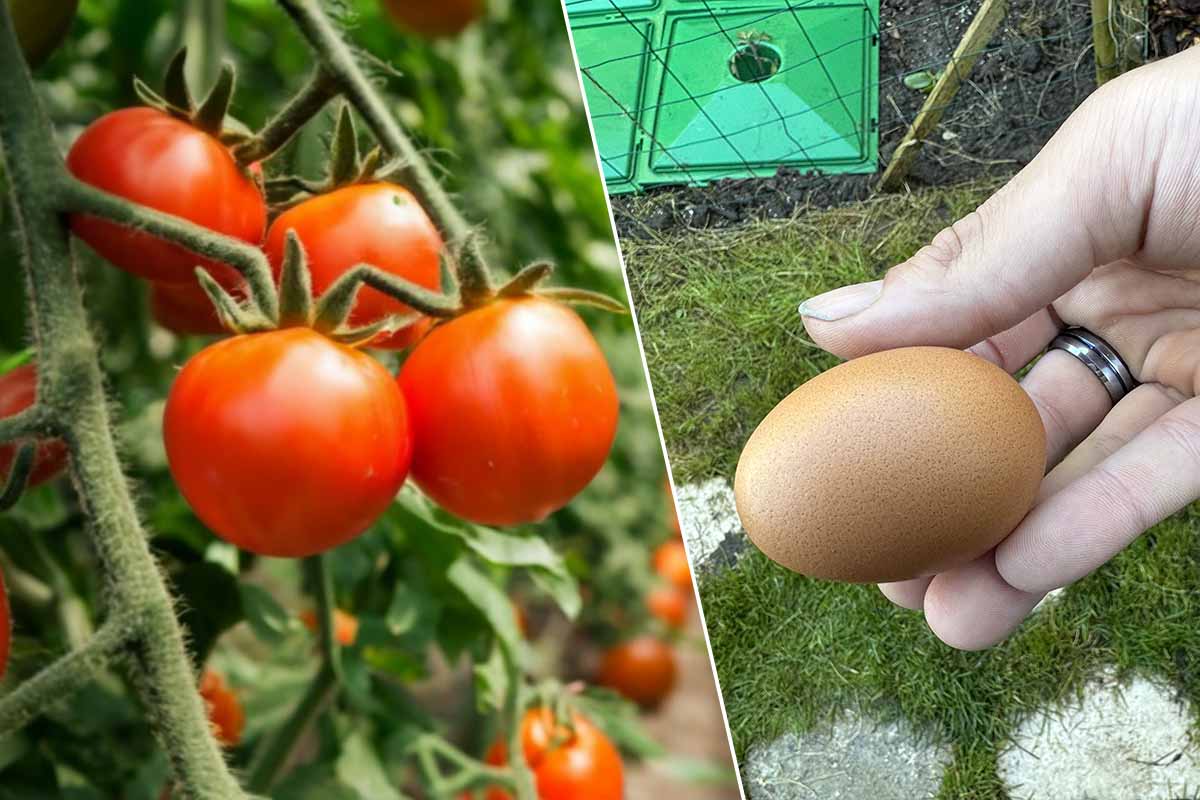 L'œuf serait un apport exceptionnel pour votre sol et pour améliorer votre production de tomates.