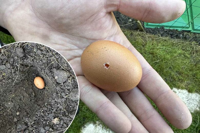 Plantez un œuf dans votre sol pour apporter des nutriments et obtenir de meilleures récoltes de tomates.