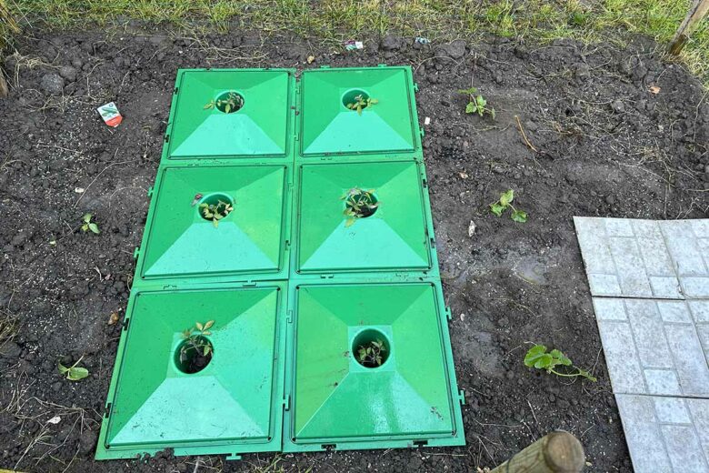 Une fois l'oeuf en terre, j'ai planté mes pieds de tomates disposé dans les plaques ECOLO5.